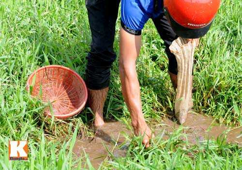 Địa điểm bắt đỉa thường là những cánh đồng bỏ hoang, quanh năm ngập nước.