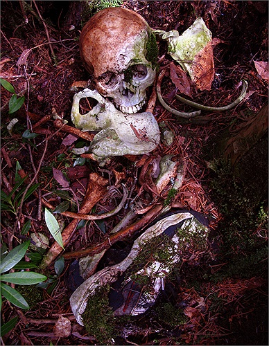 Tình hình tự tử quá nghiêm trọng, nên chính phủ Nhật Bản phải thành lập lực lượng cảnh sát chuyên trách. Mỗi khi thấy du khách vào rừng có biểu hiện lạ, cảnh sát liền theo sát để bảo vệ họ.