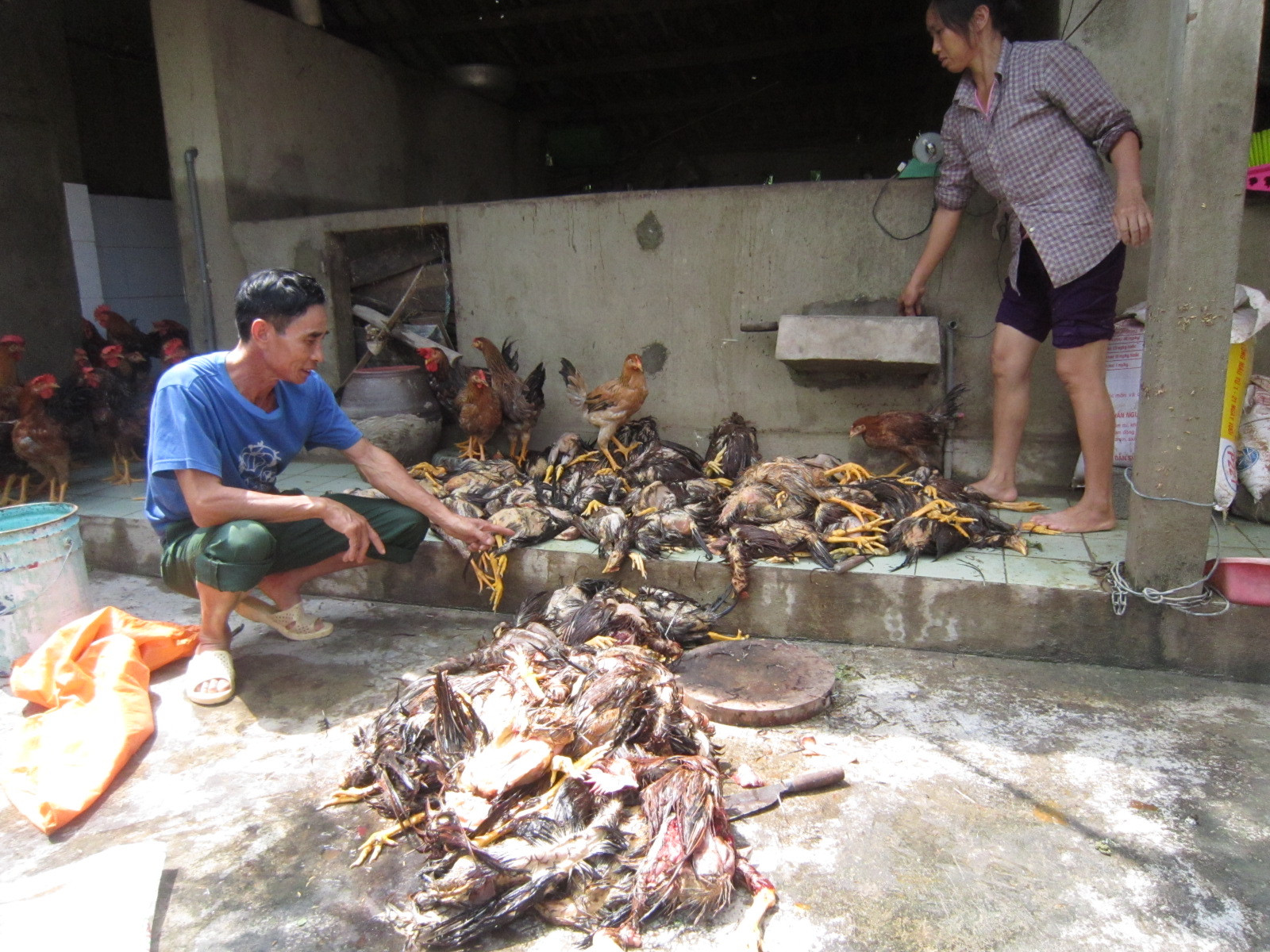 Xác vật nuôi chết ngổn ngang sau lũ lụt.