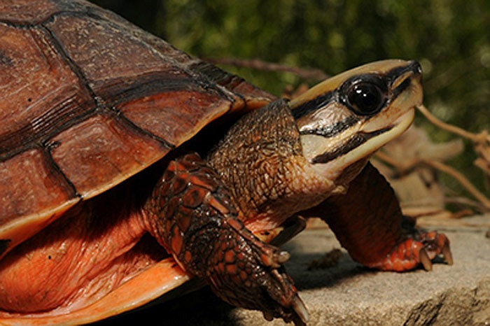 Loài rùa ấy được các nhà khoa học gọi là rùa hộp ba vạch, có danh pháp quốc tế là Cuora trifasciata. 