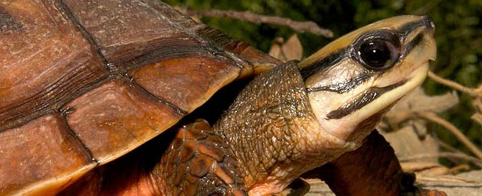 Nhưng những kẻ săn trộm và giới buôn lậu chỉ gọi chúng bằng một cái tên đơn giản và cũng không thể phù hợp hơn: rùa vàng.