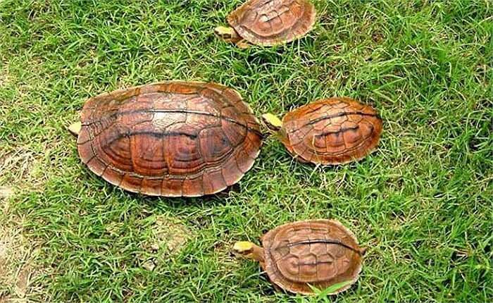 Tại Việt Nam, rùa hộp ba vạch phân bố ở một số tỉnh miền núi phía Bắc. Chúng vốn có nhiều ở dãy núi Trường Sơn, kéo dài vào tận Tây Nguyên.