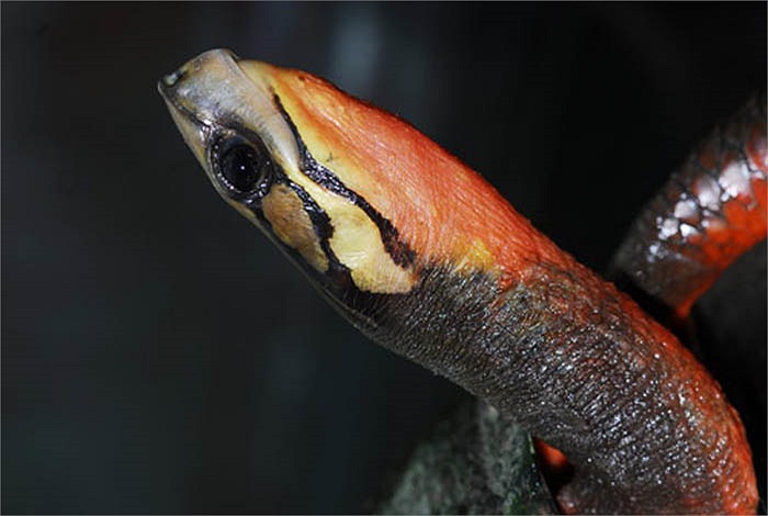 Ban ngày chúng ẩn dưới những đống lá cây mục nát ven suối hay ẩn ở các khe rãnh, tối mới ra kiếm mồi. 