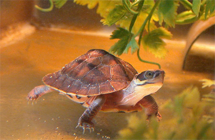 Rùa vàng ăn các loại quả, lá cây, các loại rong, bèo mọc ở suối và các khe rãnh, sâu bọ.