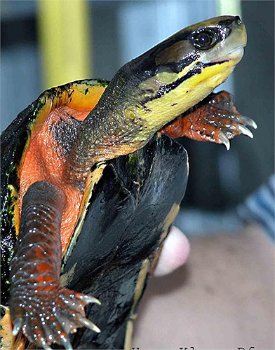 Với tin đồn tăng cường sinh lực, chúng trở thành thứ khoái khẩu của giới nhà giàu.