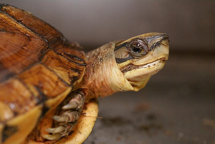 Bệnh tim mạch là bệnh của nhà giàu, trong khi đó rùa vàng thì hiếm, việc sinh trưởng rất hạn chế nên giá của nó vô cùng đắt cũng là điều dễ hiểu.