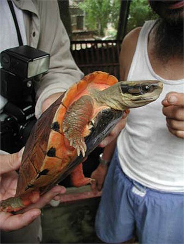 Nếu không có biện pháp bảo vệ kiên quyết, loài rùa vàng sẽ biến mất vĩnh viễn không chỉ ở núi rừng Việt Nam, mà cả trái đất cũng không còn.