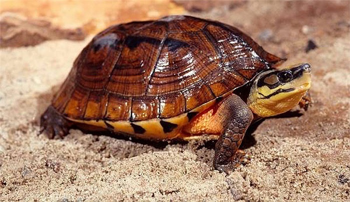 Sang thị trường Trung Quốc, Hồng Kông, giá trị của loài rùa này được đẩy lên gấp nhiều lần, đến cả tỷ đồng cho 1 kg rùa vàng.