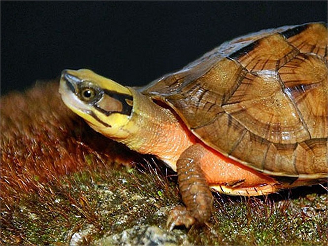 Hiện các nhà khoa học vẫn chưa biết rõ người Trung Quốc sử dụng loài rùa này làm gì.