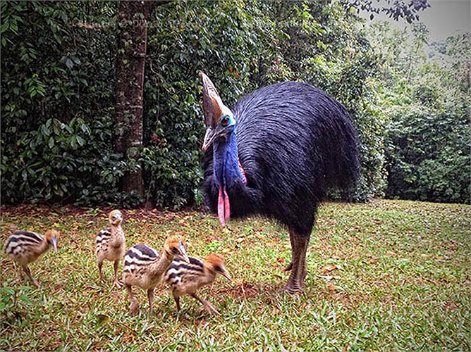 Đà điểu châu Úc (còn gọi là Emu) là loài chim có sức mạnh hiếm thấy. Chúng tấn công bất kể loài nào, kể cả con người nếu bị dồn vào đường cùng. 