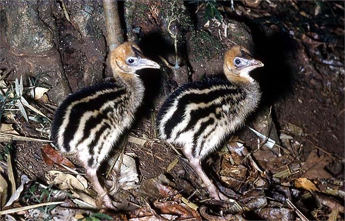 Đã có rất nhiều người là nạn nhân của Emu. Vì thế mà chúng đã bị tiếng là loài chim hung dữ và nguy hiểm nhất thế giới.