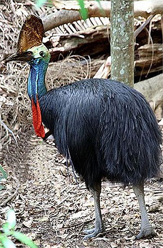 Lông thân với những gam màu rực rỡ pha trộn xanh thẫm, đen và tím. Cổ và keo màu đỏ.