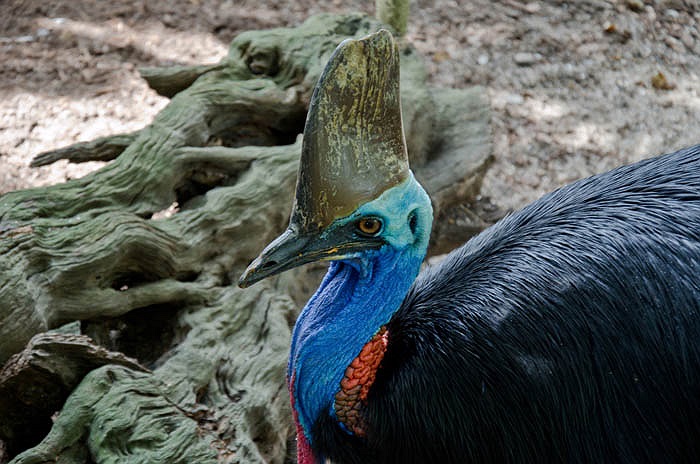 Không chỉ ấp trứng, các ông bố Emu tiếp tục chăm sóc, bảo vệ con trong 7 tháng và dạy chim con cách tìm mồi. 