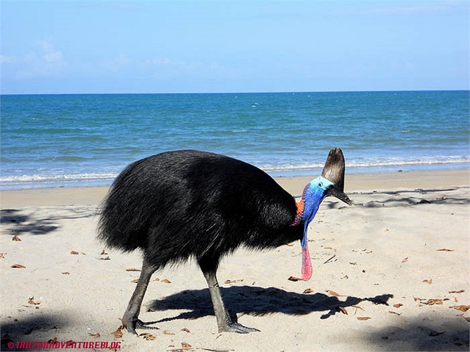 Trong thiên nhiên, Emu có thể sống được từ 10 đến 20 tuổi, và nếu được con người chăm sóc tuổi thọ của chúng sẽ kéo dài hơn.