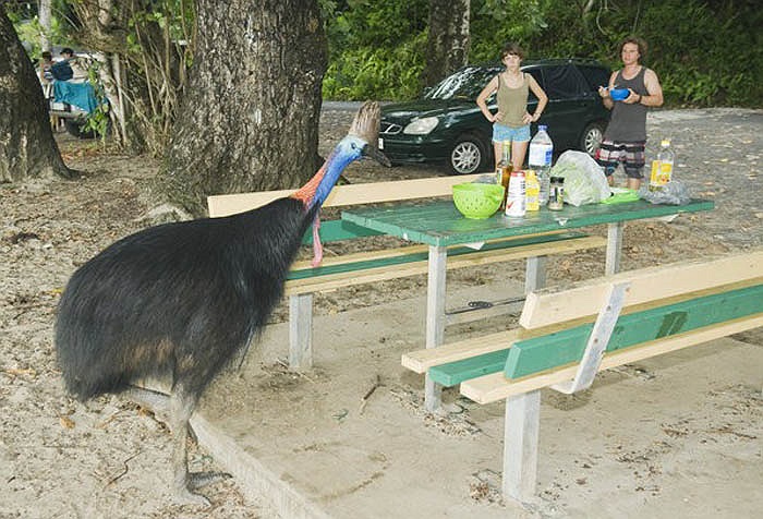 Giống chim này có một vị trí trang trọng trong huyền thoại của thổ dân Úc. Tuy không chính thức, nhưng đang được xem là một loại chim biểu tượng cho nước Úc.
