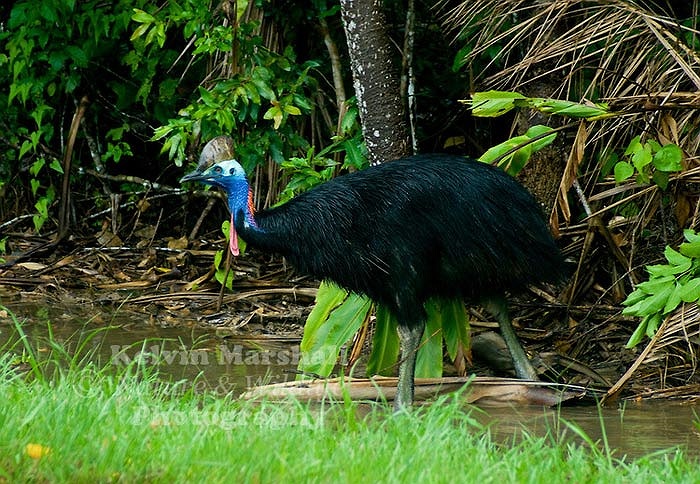 Emu có tên khoa học là Casuariidae. Nó là một họ chim không biết bay, có họ hàng với đà điểu châu Phi.