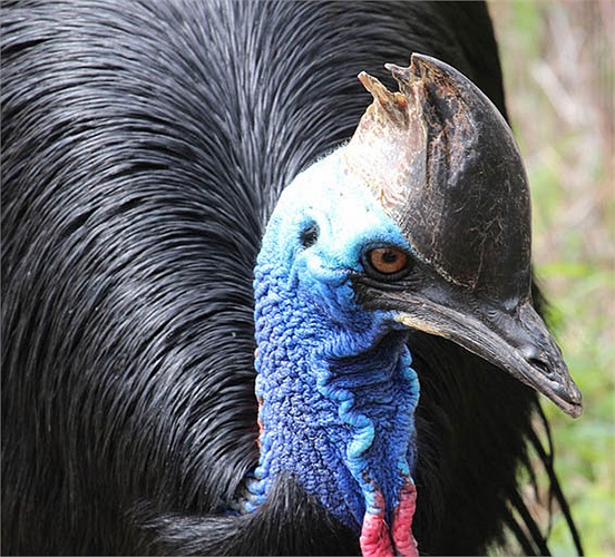 Tuy nhiên số lượng đà điểu châu Úc trong tự nhiên còn khá ít vì chúng đang bị con người đe dọa. 