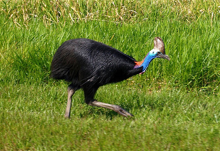 Thịt chúng được ưu chuộng vì rất bổ, có chứa nhiều chất như sắt, mangan, các loại khoáng chất và khá ngon. 