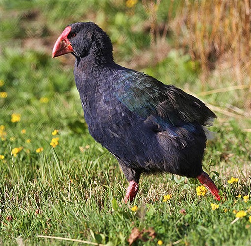 Các sản phẩm làm từ da của chúng còn được ưa chuộng hơn cả da bò, da cá sấu. 