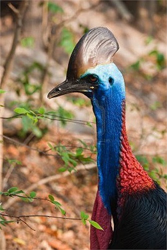 Vì vậy số lượng loài chim này ngoài tự nhiên đã ở mức báo động. Hiện chúng đã được quốc gia nơi chúng sinh sống nuôi bảo tồn.