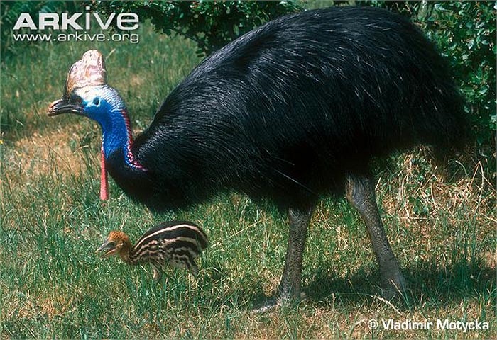 Emu vô cùng hung dữ khi cảm thấy bị đe dọa, xâm hại. Mà thực tế, con người đã xâm hại 98% môi trường sống của chúng.