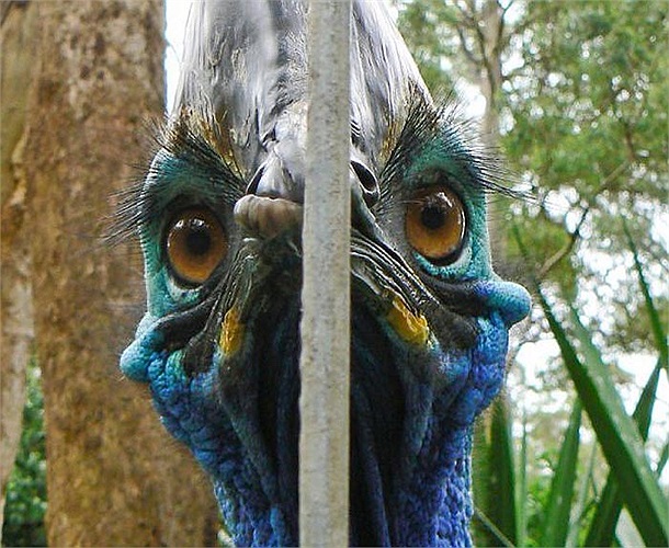 Chân nó chỉ có 3 móng xếp thành hình 3 cạnh. Với bộ vuốt sắc như lưỡi mác, con đà điểu kì dị này sẽ tấn công kẻ thù đến chết. 