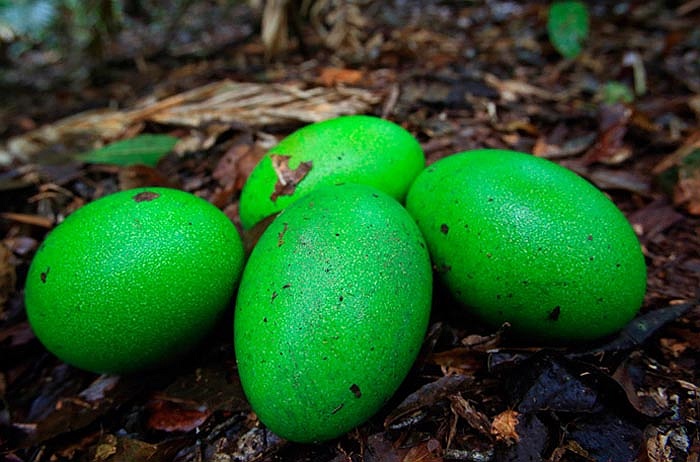 Hàng năm, có hàng trăm vụ Emu tấn công người trọng thương và chết. Vì vậy, người dân địa phương luôn phải đề phòng loài chim này.