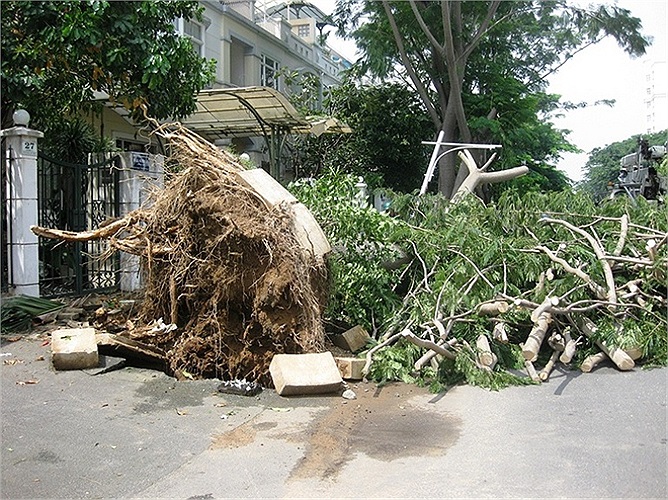 Mưa lớn quật ngã hàng trăm cây xanh ở khu đô thị Phú Mỹ Hưng. Rất may không có thương tích về người. Ảnh: Phạm Nguyễn