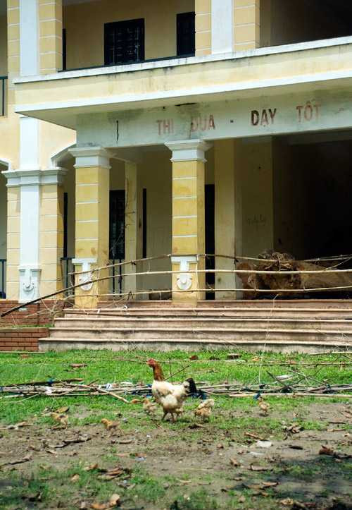 Giữa thủ đô, trường học biến thành chuồng bò