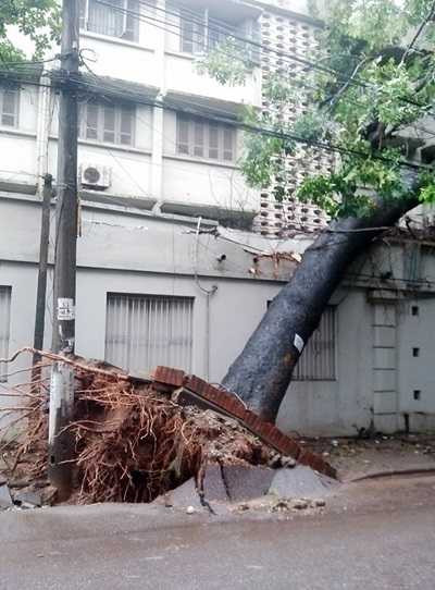 Hà Nội: Mưa lớn, đường ngập úng, cây xanh đổ hàng loạt