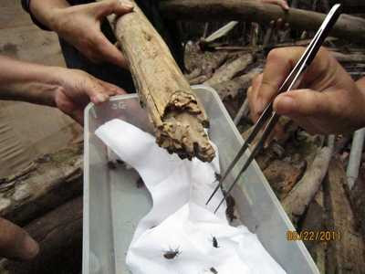 bọ xít hút máu người, ổ bọ xít, tấn công, hà nội