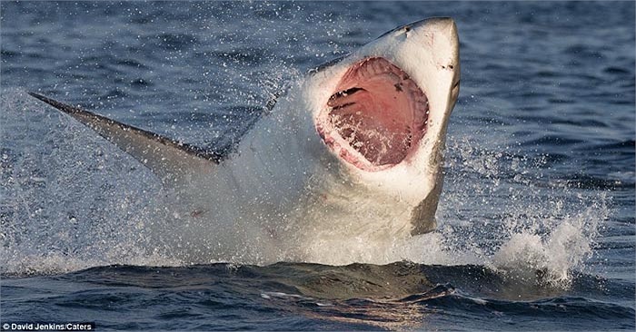 Nhưng có lẽ hôm nay nó đã gặp phải đối thủ xứng tầm, thất bại trong mấy lần rình bắt hải cẩu đã khiến nó thực sự tức giận. 