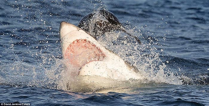 Một lần nữa những cú đớp của cá mập trắng lại thất bại. 