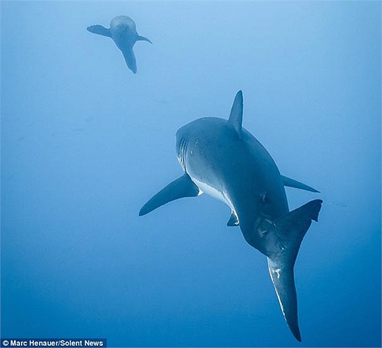 Cuối cùng sự nhanh nhẹn của hải cẩu đã hoàn toàn thoát được hàm răng nguy hiểm chết người của cá mập trắng, có lẽ đây sẽ là lần cuối cùng chú hải cẩu con này dám thách thức một sát thủ số một đại dương này. 