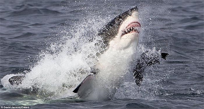 Hải cẩu con suýt chút nữa là bị nghiền nát bởi hàm răng sắc nhọn của cá mập trắng. 