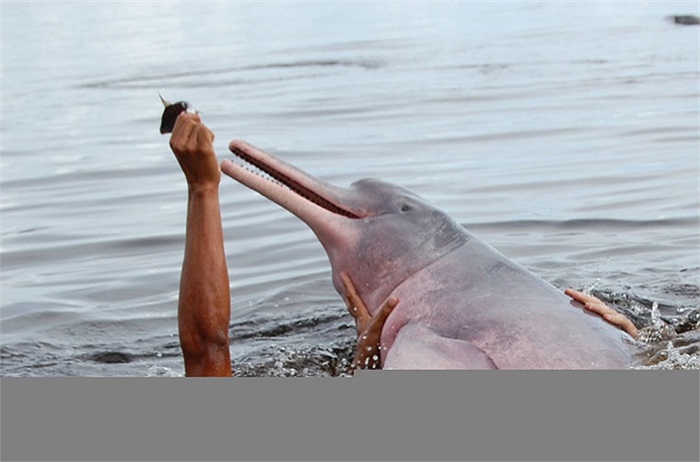 Chú cá heo hồng chơi đùa vui vẻ cùng con người.