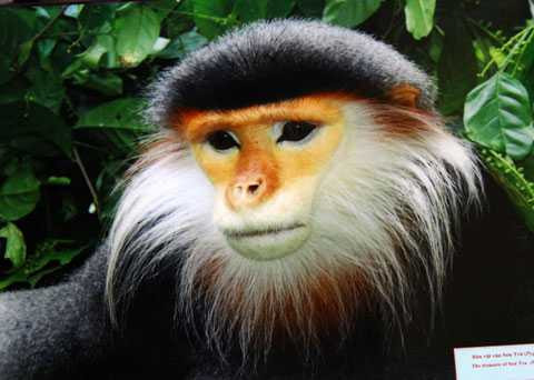 Đà Nẵng, Sơn Trà, voọc, chà vá chân nâu, quý hiếm, sách đỏ