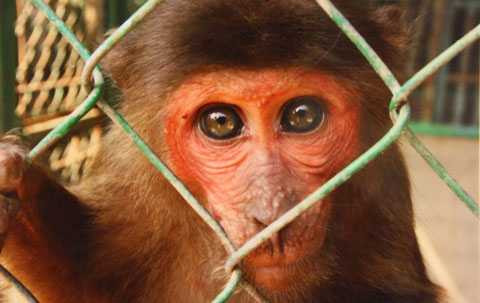 Đà Nẵng, Sơn Trà, voọc, chà vá chân nâu, quý hiếm, sách đỏ