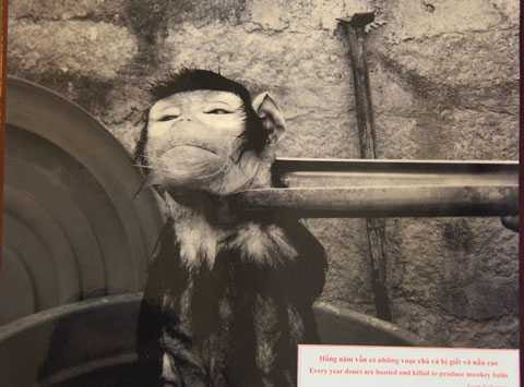 Đà Nẵng, Sơn Trà, voọc, chà vá chân nâu, quý hiếm, sách đỏ