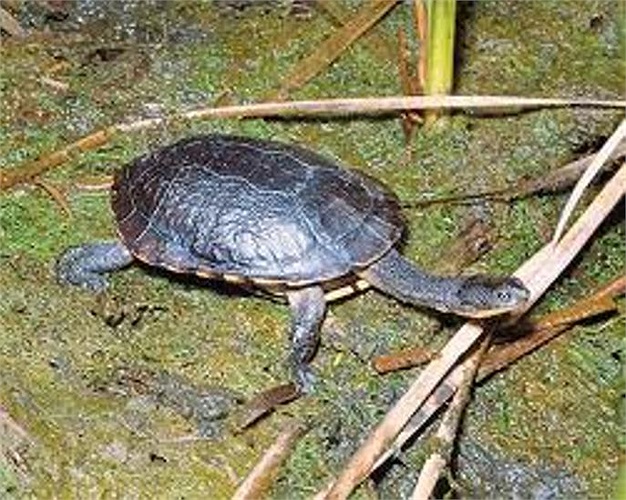 Loài rùa này có mai khá rộng, phía dưới đôi chân khỏe để chúng có thể đào đất 