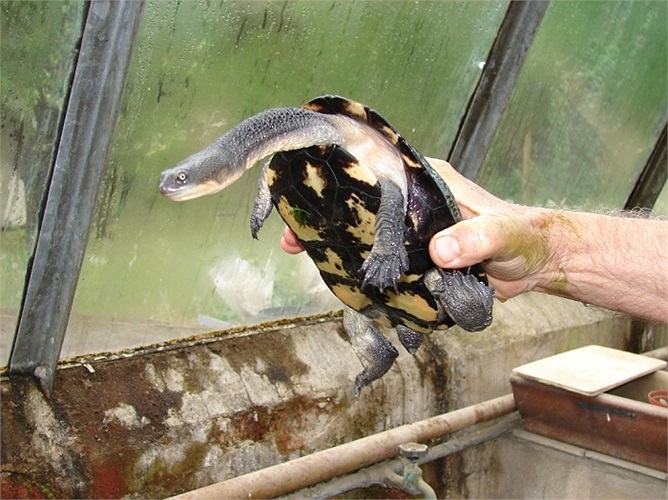 Cận cảnh một con rùa cổ rắn