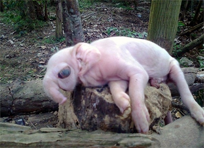  Trưa 10/12/2012, một lợn mẹ ở xóm Hòa Tiến, Thanh Hòa, Thanh Chương, Nghệ An đã đẻ được 6 con. Trong số đó, có 1 con lợn có hình thù y hệt voi con với mõm như vòi voi dài khoảng 10cm, tai to như tai voi nhưng chân lại là chân lợn. Đôi mắt của con lợ
