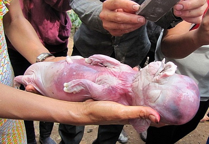  Sáng sớm ngày 13/10/2012, một lợn mẹ ở xã Minh Lập, huyện Chơn Thành, Bình Phước đã đẻ ra một lợn con có hình dạng rất giống... trẻ sơ sinh. Con lợn này nặng khoảng hơn 1kg, đầu tròn giống đầu người, toàn thân không có lông, có lớp da giống da người