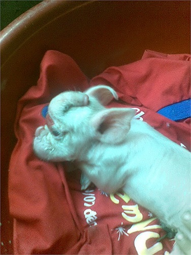  Sáng 31/8/2012, chị Trần Phương Hoa Thảo (huyện Châu Thành, tỉnh Sóc Trăng) đã phát hiện ra trong đàn lợn của mình một con lợn sơ sinh có toàn bộ tai và thân hình đều giống một con lợn con, nhưng mũi nó rất dài y hệt mũi voi. Tuy nhiên, sau khi phá