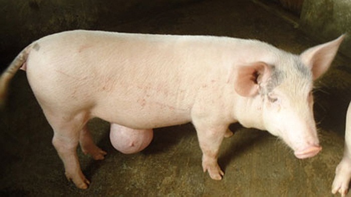 Đầu tháng 8/2011, con lợn lạ của gia đình anh Nguyễn Tiến (thôn 5, xã Tiên Sơn, huyện Tiên Phước, Quảng Nam) đã khiến người dân địa phương và các vùng lân cận rất tò mò 'tận mục sở thị'. Con vật này lúc còn nhỏ vẫn bình thường và chóng lớn, nhưng càn