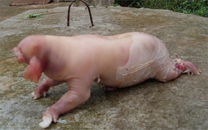 Sáng 11/5/2010, tại khu chăn nuôi lợn của Tiều Đoàn 2, Lữ Đoàn 16 (xã Quỳnh Châu, huyện Quỳnh Lưu, Nghệ An), một con lợn mẹ đã sinh được 14 con lợn con, trong đó có 1 con nặng khoảng 1kg, có mõm như vòi voi dài gần 10cm, miệng, mắt nhỏ, nhưng cặp tai