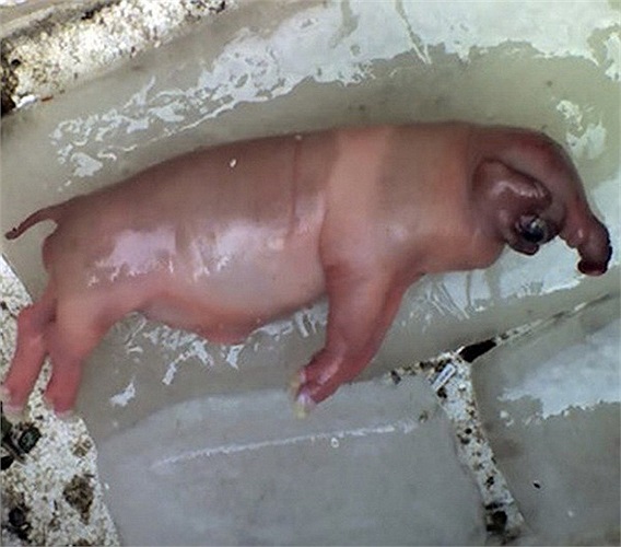 Vào tháng 5/2008, trong một lứa lợn 7 con được sinh ra tại ở thôn Trung Thành, xã Cẩm Dương, huyện Cẩm Xuyên, Hà Tĩnh đã xuất hiện một con này có hình thù vô cùng khác thường, nó có phần đầu có tai, mắt và vòi y hệt một con voi. Sau khi sinh được vài