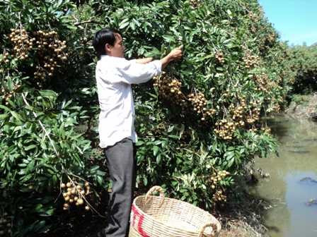 Mùa thu hoạch nhãn đang đến nhưng suốt cả tuần nay, hàng trăm hộ dân thôn Quyết Thắng, xã Tân Hưng thuộc huyện Tiên Lữ (tỉnh Hưng Yên) vừa bức xúc, vừa xót xa nhìn những vườn nhãn chết chìm trong ngập úng.