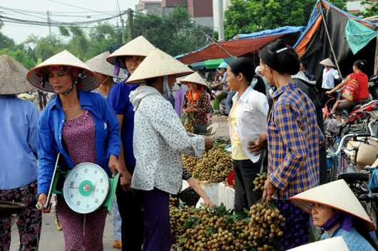Nguồn thu chính của người dân vùng bãi này chủ yếu trông vào cây nhãn, nếu không cứu vãn được, thiệt hại ước tính gần 10 tỷ đồng.