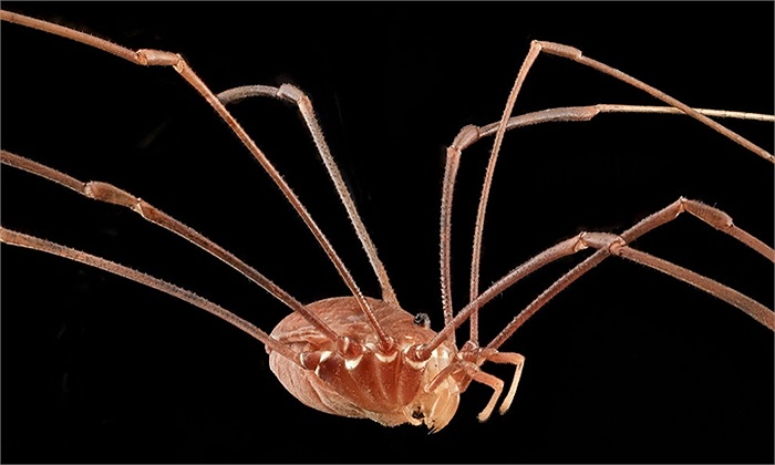 Thân hình mảnh khảnh của loài nhện nhảy ở Maryland